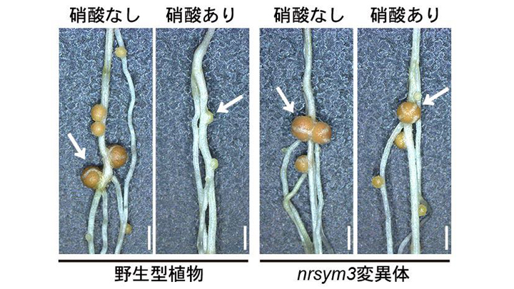 ミヤコグサの野生型植物とnrsym3変異体の表現型.