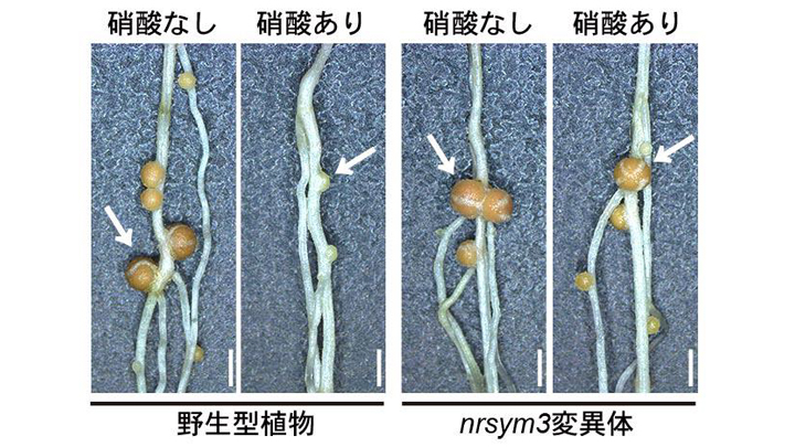 土壌から吸収か微生物からもらうか　硝酸イオン輸送からマメ科植物の窒素栄養獲得戦略を解明