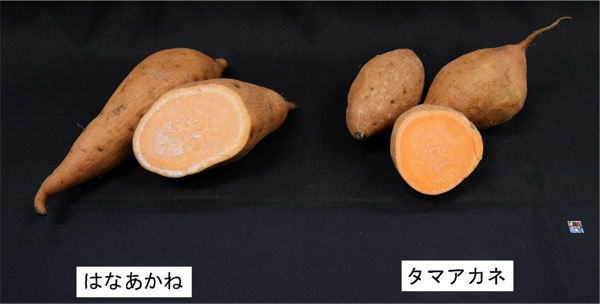 「はなあかね」および「タマアカネ」の塊根