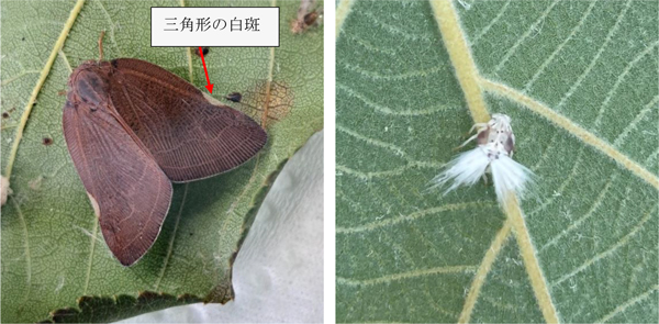 【左から、写真1：チュウゴクアミガサハゴロモ成虫（体長14～15mm）と写真2：チュウゴクアミガサハゴロモ幼虫の脱皮殻（提供：香川県農業試験場病害虫防除所）