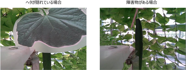 フィジカルAIにより収穫性能向上に向けた開発検証を実施　AGRIST