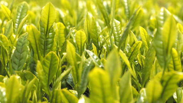 茶のカンザワハダニ　寄生虫数・発生葉率が過去10年で最も高く　福岡県