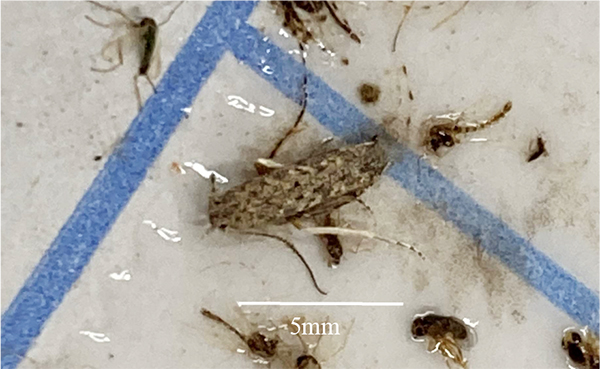 【特殊報】トマトキバガ　県内で誘殺成虫を　初めて確認　徳島県