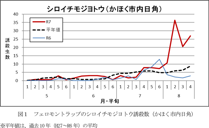 図1：フェロモントラップのシロイチモジヨトウ誘殺数（かほく市内日角）※平年値は、過去10年（H27R6年）の平均