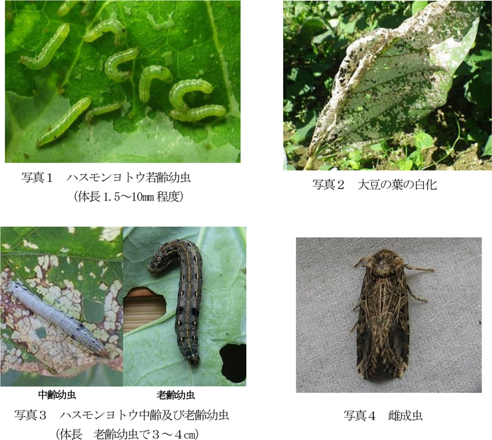 写真1：ハスモンヨトウ若齢幼虫。体長1.5～10mm程度、写真2：大豆の葉の白化、写真3：ハスモンヨトウ中齢および老齢幼虫。体長老齢幼虫で3～4cm、写真4：雌成虫（提供：長野県農業試験場）