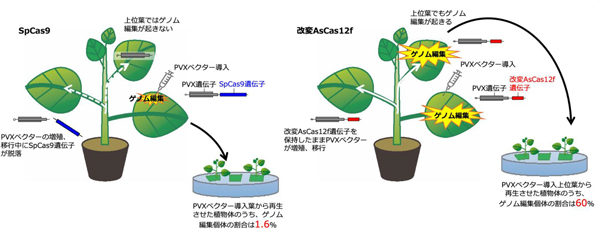 図1：SpCas9または改変AsCas12fを用いたウイルスベクター法による外来DNAをもたないゲノム編集植物体の作出