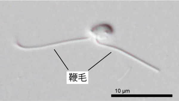 Glissandra oviformisの光学顕微鏡写真。2本の鞭毛を持ち、前方（左側）に伸びる鞭毛の先端を前後に振りながら滑走運動を行う
