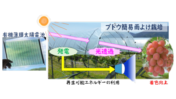 有機薄膜太陽電池で発電した電力をブドウの着色に活用　実証実験を開始　山梨県.jpg