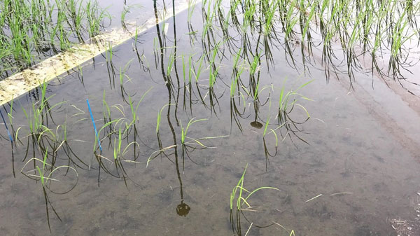 抑草のための水田深水管理　イネ深水抵抗性に関わるゲノム領域を特定