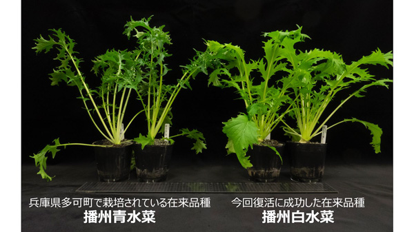 兵庫県の風土に適した在来品種「播州白水菜」を復活　農研機構×ファーマーズファクトリー