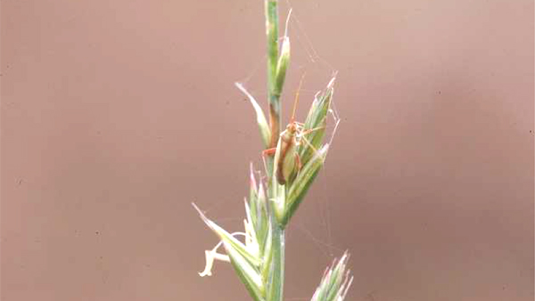写真1：アカスジカスミカメ（提供：鳥取県病害虫防除所）