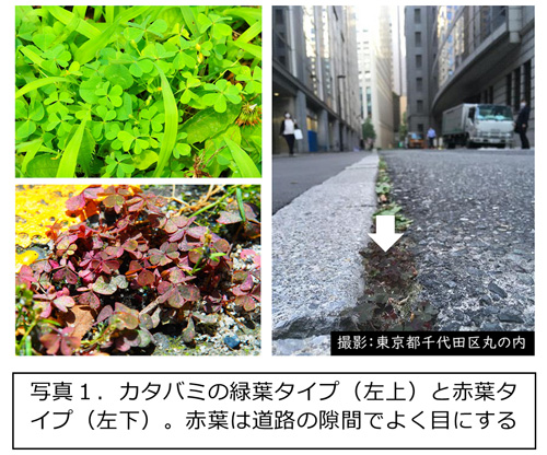 都市の熱さで植物は赤く進化　ヒートアイランドへの急速な適応進化を実証　千葉大学