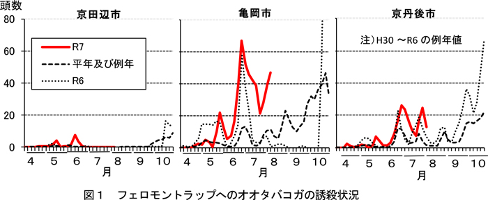 図1：フェロモントラップへのオオタバコガの誘殺状況