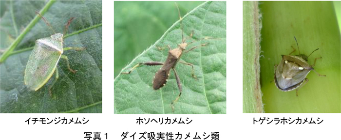 写真1：ダイズ吸実性カメムシ類。左からイチモンジカメムシ、ホソヘリカメムシ、トゲシラホシカメムシ（提供：富山県農林水産総合技術センター）