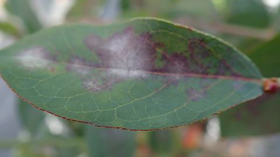 葉表の赤褐色斑と白色粉状の菌叢（写真提供：群馬県）