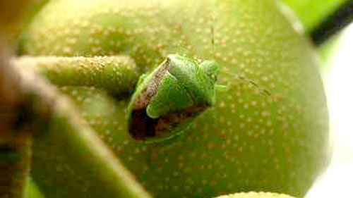 ナシを加害するチャバネアオカメムシ（写真提供：茨城県病害虫防除所）