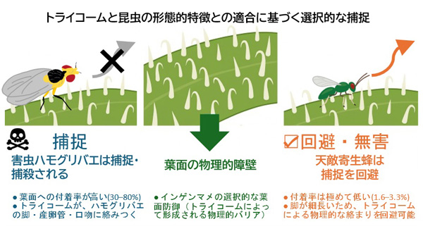 害虫は捉えて天敵は活かす　植物の防御戦略の仕組みを解明　静岡大学