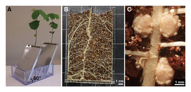 世界初　土壌中の根と根粒菌の相互作用をライブイメージング「リゾフレームシステム」開発　農研機構