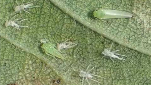 ウメの葉に寄生した成幼虫および脱皮殻（写真提供：茨城県病害虫防除所）