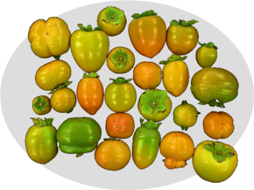 栽培柿品種群に見られる多様な果実形状