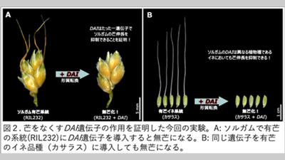 穀物の「芒（ぼう）」ができなくなるしくみを解明　岡山大学