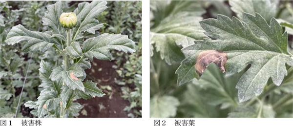 図1：被害株、図2：被害葉（提供：宮崎県病害虫防除・肥料検査センター）