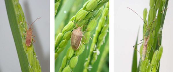 【注意報】水稲に斑点米カメムシ類　県内全域で多発のおそれ　島根県