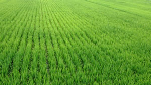 【注意報】斑点米カメムシ類　県内全域で多発のおそれ　石川県