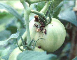 オオタバコガによるトマトの食害（写真提供：山口県病害虫防除所）