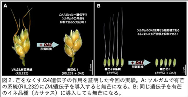 穀物の「芒（ぼう）」ができなくなるしくみを解明　岡山大学