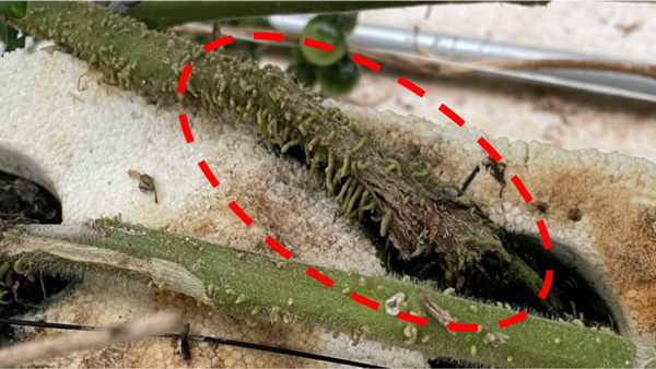 【特殊報】トマトに「トマト立枯病」県内で初めて確認　福井県