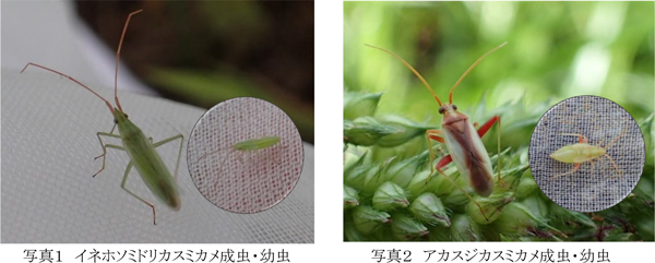 写真1：イネホソミドリカスミカメ成虫・幼虫と写真2：アカスジカスミカメ成虫・幼虫（提供：埼玉県病害虫防除所）