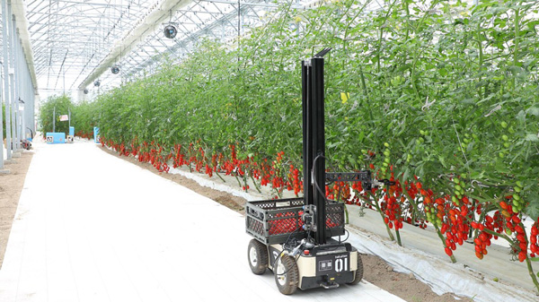 自社農場で収穫動作を検証中のロボット
