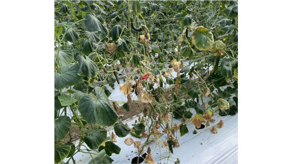 図1：ほ場での発生状況（提供：福岡県農林業総合試験場）