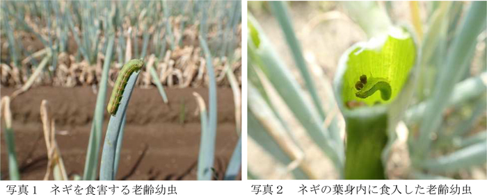 写真1：ネギを食害する老齢幼虫、写真2：ネギの葉身内に食入した老齢幼虫（提供：埼玉県病害虫防除所）