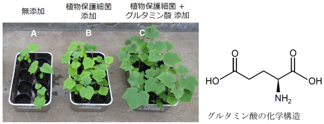 図2：ピシウム病菌感染土壌におけるキュウリ幼苗の生育の様子と、植物保護細菌およびグルタミン酸の効果