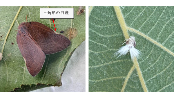 【特殊報】チュウゴクアミガサハゴロモ　県内で初めて確認　香川県.jpg