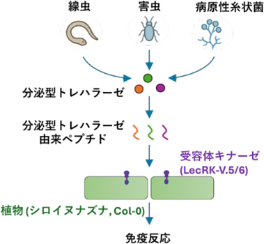 植物による分泌型トレハラーゼを介した植物寄生線虫、害虫、病原性糸状菌の認識機構