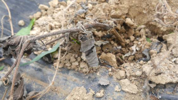 【特殊報】スイカ黒点根腐病　県内で初めて確認　福島県.jpg