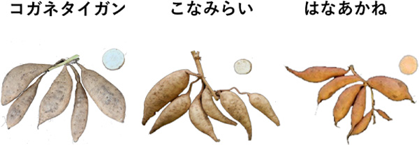 左から、コガネタイガン、こなみらい、はなあかね