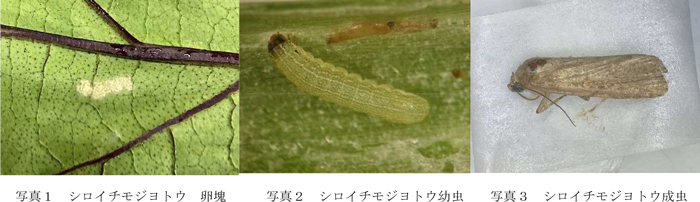 写真1：シロイチモジヨトウ卵塊、写真2：シロイチモジヨトウ幼虫、写真3：シロイチモジヨトウ成虫（提供：徳島県病害虫防除所）