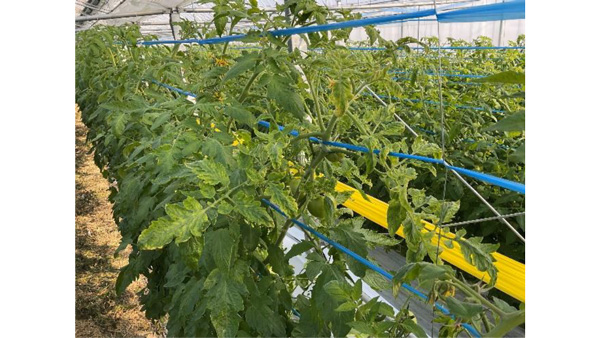 写真：黄化葉巻病発病株（12月撮影・抵抗性品種）（提供：熊本県病害虫防除所）