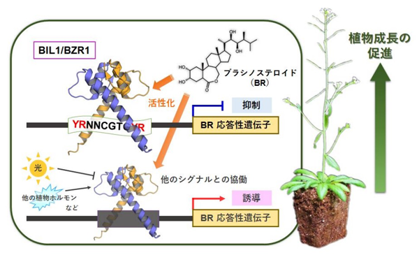 植物成長の促進的調節に働くブラシノステロイドのBIL1/BZR1を介した双方向の遺伝子発現制御の概要