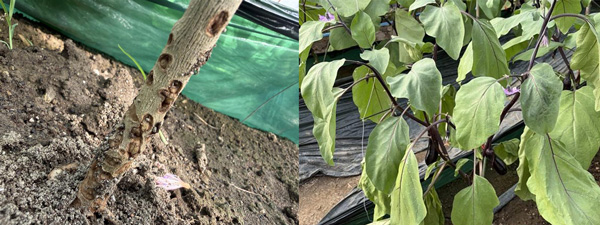 左から、図3：地際部への食害（ナス）、図4：食害による萎れ症状（ナス）（提供：宮崎県病害虫防除・肥料検査センター）