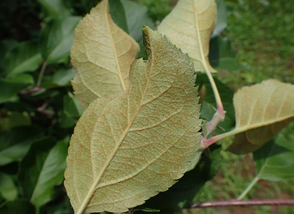 ナミハダニによるりんごの葉裏の褐変症状（写真提供：長野県病害虫防除所）