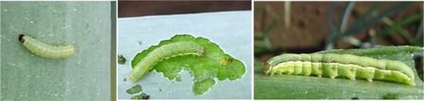 図2：幼虫（左：若齢幼虫、中：中齢幼虫、右：老齢幼虫）（提供：東京都病害虫防除所）