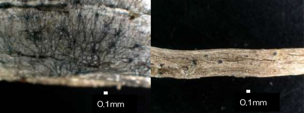 茎（左）と根に形成された微小菌核（小黒点）（写真提供：島根県病害虫防除所）