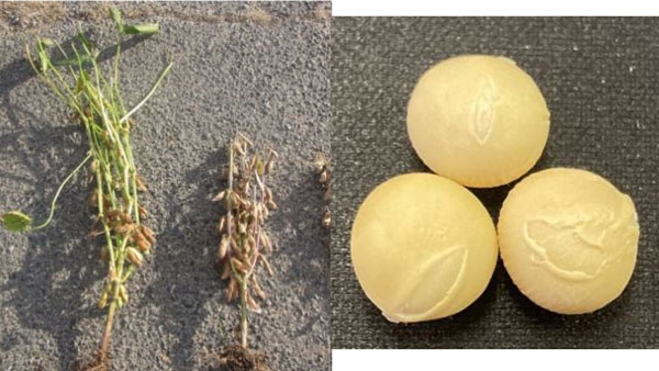 青立ち株（左）と正常な株、裂皮粒