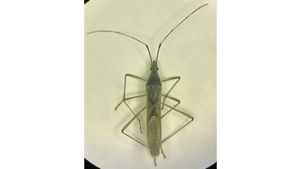 図1：クモヘリカメムシの成虫（提供：秋田県病害虫防除所）