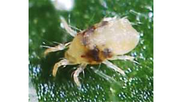 ハダニ類（提供：佐賀県農業技術防除センター）